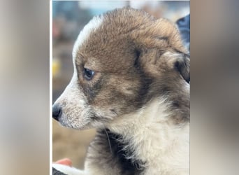 Amra - Hündin - geb. 09/25