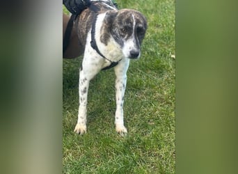 Püpppie - Hündin - geb. 10/2024