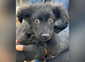 Cara - Hündin - geb. 10/2025