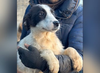 Marcy - Hündin - geb. 08/2025