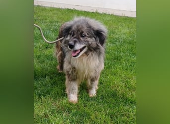 Maleika - Hündin - geb. 06/2018 - 43 cm