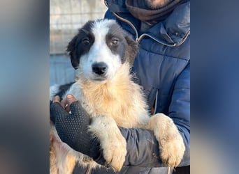 Marcy - Hündin - geb. 08/2025