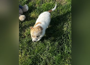 Ylari - Rüde - geb. ca.  November 2025