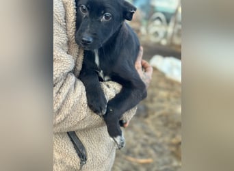 Buddy - Rüde - geb. 10/25