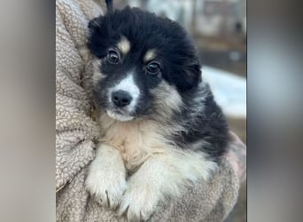 DISCHKA - geb. ca. 9/2025 - Hündin