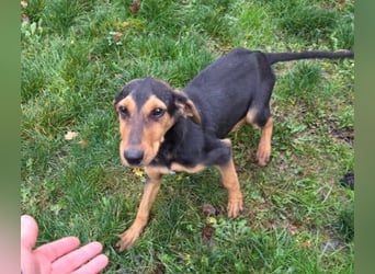 Theo lieber verschmuster Junghund