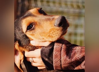 Theo lieber verschmuster Junghund