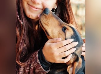 Theo lieber verschmuster Junghund