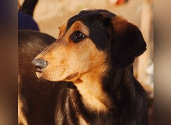 Theo lieber verschmuster Junghund