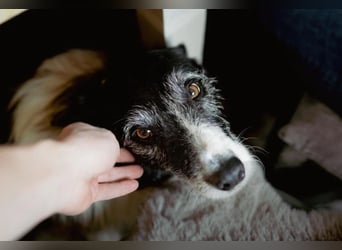 NESCHA - liebe, verschmuste Seniorin sucht ihr Happy End