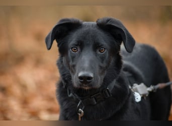 Coro lieber, verschmuster Junghund sucht liebevolle Menschen