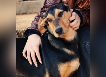 Theo lieber verschmuster Junghund