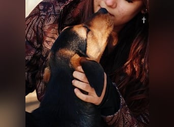 Theo lieber verschmuster Junghund