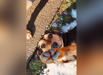 Theo lieber verschmuster Junghund