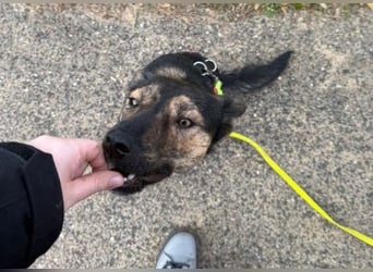 Ibiza liebenswerter Jungrüde