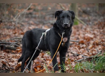 Coro lieber, verschmuster Junghund sucht liebevolle Menschen