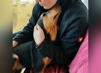 Theo lieber verschmuster Junghund