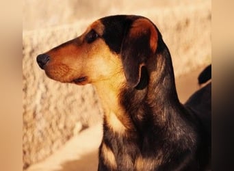 Theo lieber verschmuster Junghund