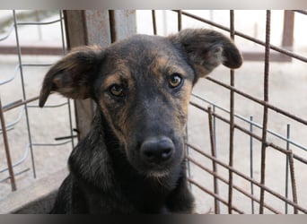 Ibiza liebenswerter Jungrüde