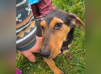 Theo lieber verschmuster Junghund