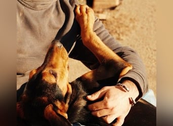 Theo lieber verschmuster Junghund