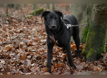 Coro lieber, verschmuster Junghund sucht liebevolle Menschen