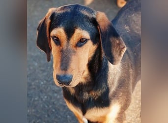 Theo lieber verschmuster Junghund