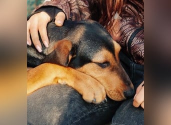 Theo lieber verschmuster Junghund