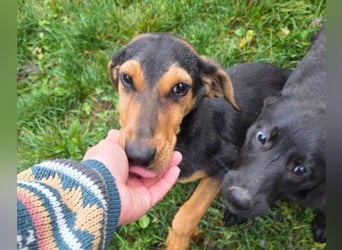 Theo lieber verschmuster Junghund