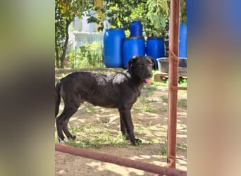 Coro lieber, verschmuster Junghund sucht liebevolle Menschen