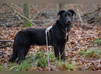 Coro lieber, verschmuster Junghund sucht liebevolle Menschen