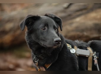 Coro lieber, verschmuster Junghund sucht liebevolle Menschen