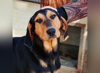 Theo lieber verschmuster Junghund