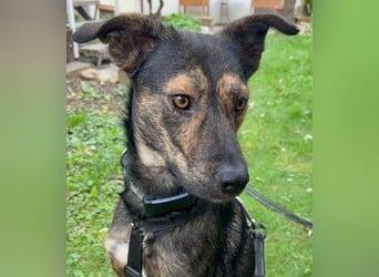 Ibiza liebenswerter Jungrüde