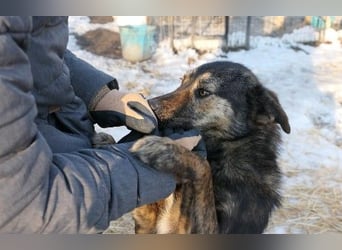 Ibiza liebenswerter Jungrüde