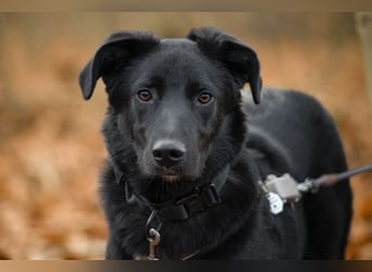 Coro lieber, verschmuster Junghund sucht liebevolle Menschen