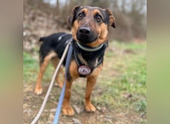 unkomplizierter Trusty sucht Körbchen