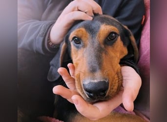 Theo lieber verschmuster Junghund