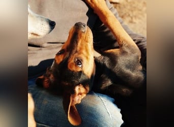 Theo lieber verschmuster Junghund