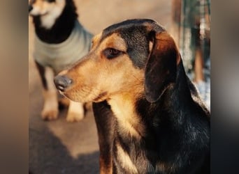 Theo lieber verschmuster Junghund