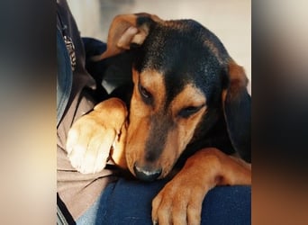 Theo lieber verschmuster Junghund