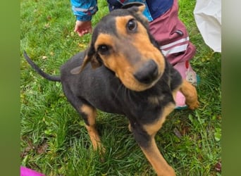 Theo lieber verschmuster Junghund