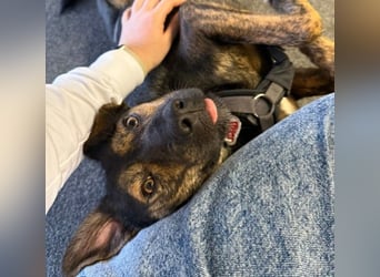 Ibiza liebenswerter Jungrüde