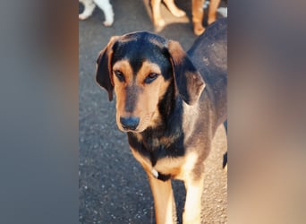 Theo lieber verschmuster Junghund