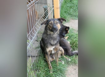 Ibiza liebenswerter Jungrüde