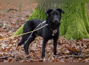Coro lieber, verschmuster Junghund sucht liebevolle Menschen