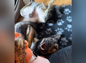 Ibiza liebenswerter Jungrüde