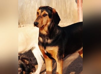 Theo lieber verschmuster Junghund