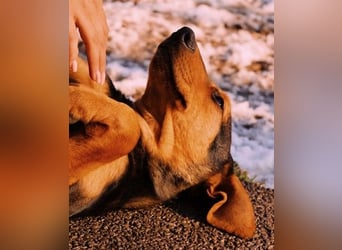 Theo lieber verschmuster Junghund