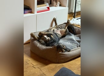 Ibiza liebenswerter Jungrüde